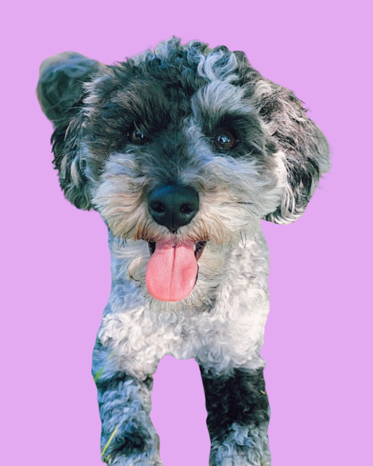 Ollie the dog
